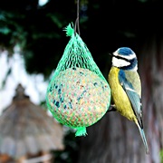 Accessoires pour animaux